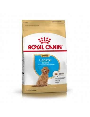 Royal Canin Poodle Junior X 3 Kg.